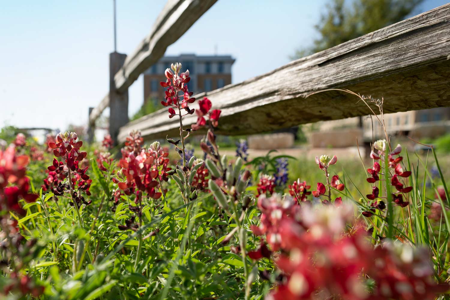 Maroon Bluebonnets in a plot at the Teaching Gardens at Texas A&M