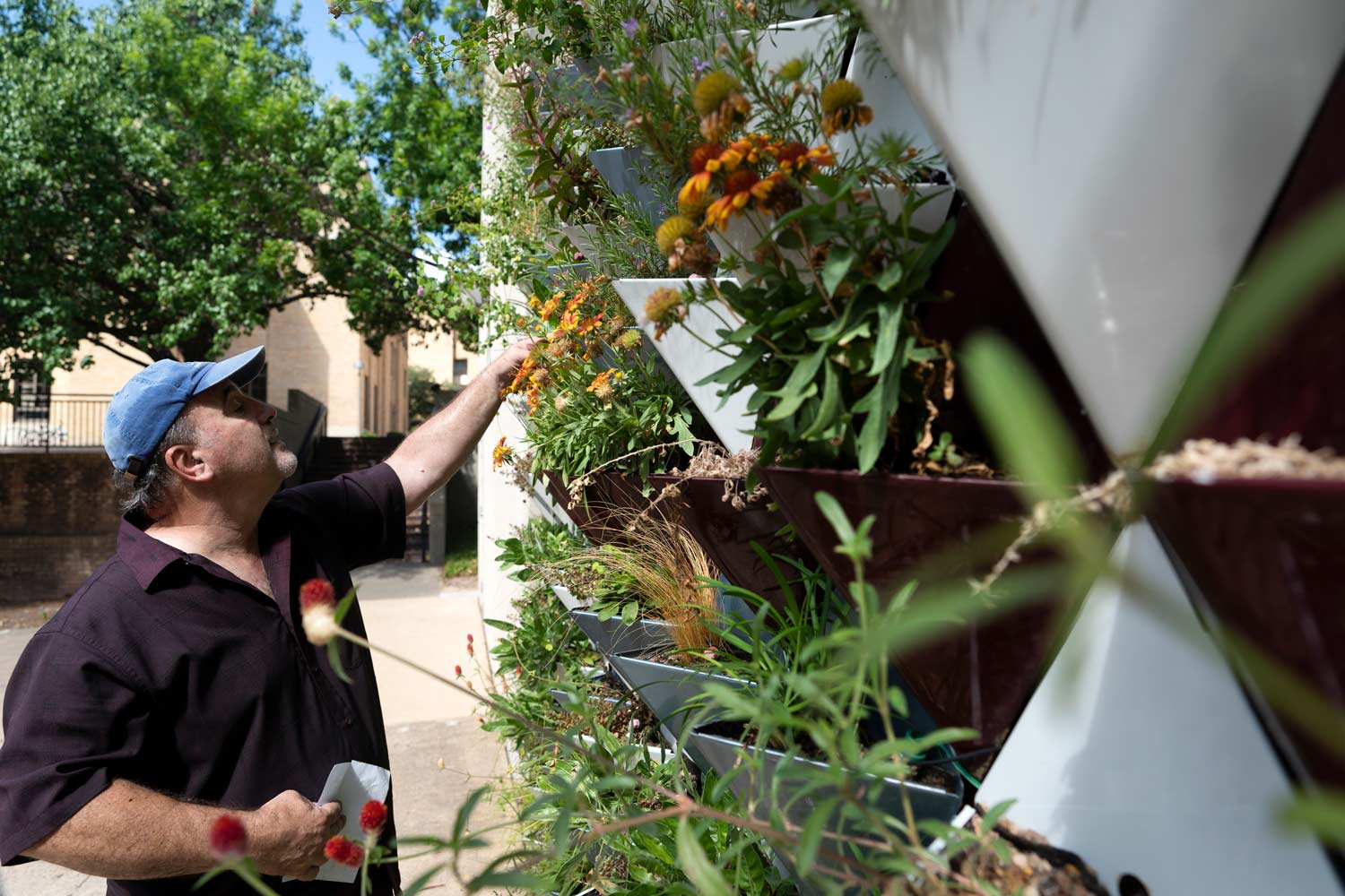 A faculty member inspects a potted plant that is part of an exterior wall made of potted plant containers