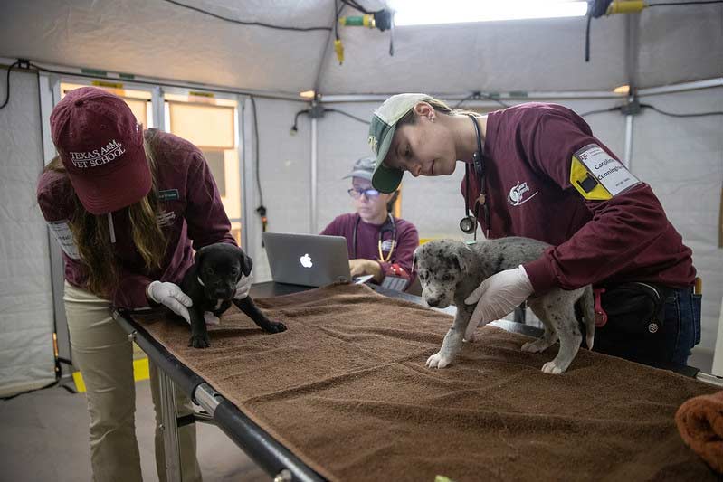 Veterinary Medicine students perform check ups on two puppies during one of their research sessions