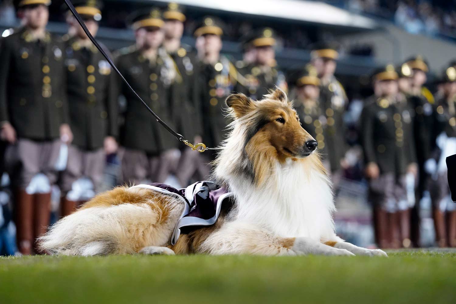 Texas A&M mascot, Reveille, laying on the sidelines of the football field