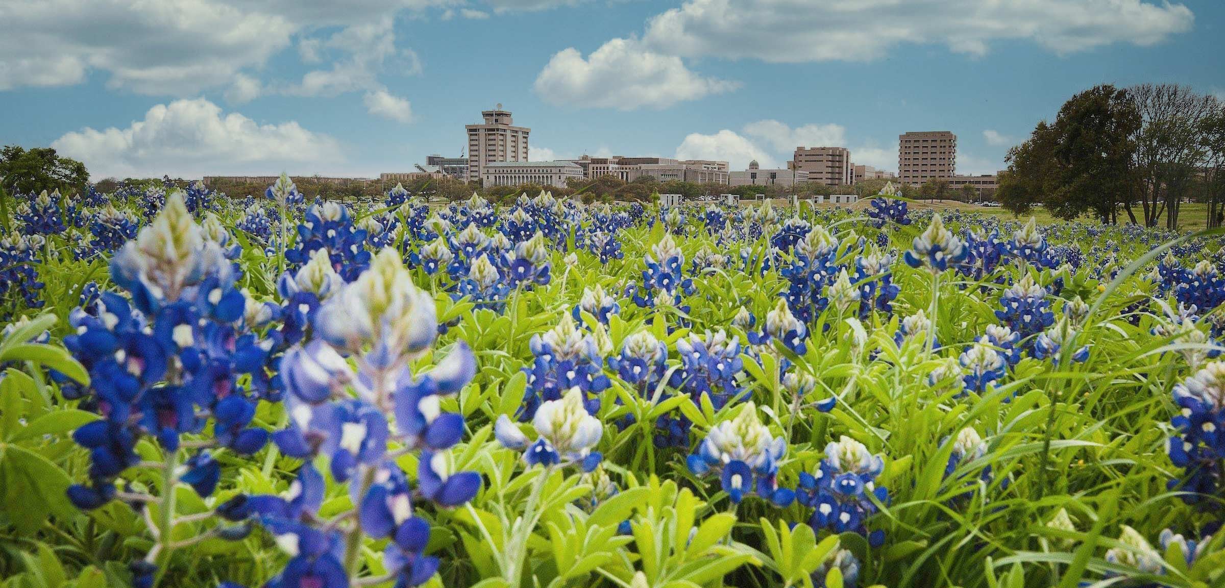 Bluebonnets in front of Texas A&M Campus